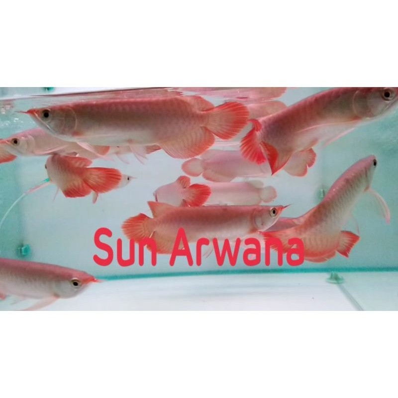 Ikan arwana Super Red lengkap serti+chip 100% asli SR , no minus, grade bagus Gen Chili Blood