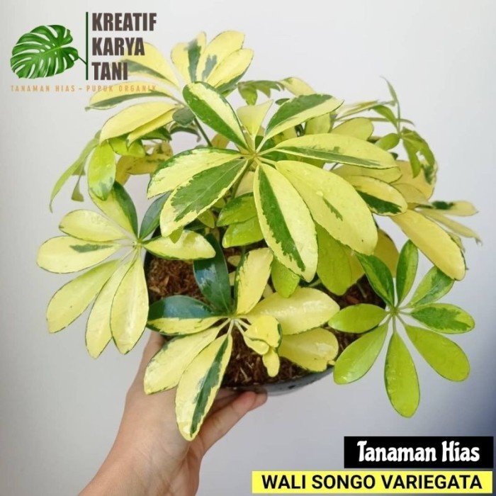 Tanaman hias Walisongo Varigata - Wali songo variegata