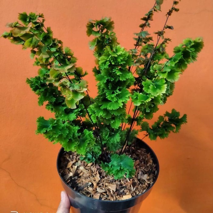 Bisa COD Taman hias suplir tusuk sate - Tanaman suplir tusuk sate