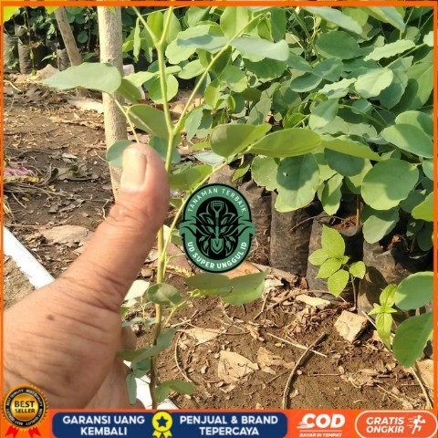 Bibit Tanaman Pohon Sonokeling, Kayu Sonokeling Bibit Tanaman valid UD SUPER UNGGUL ID