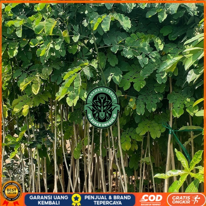 Bibit Trembesi Ukuran 150-180cm Batang Besar | Bibit Pohon Trembesi Keduh Penghijauan | Bibit Tanama