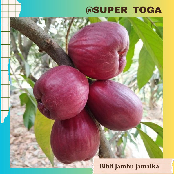 bibit jambu jamaika bibit jambu dersono cepat berbuah bisa tabulampot bibit jambu air dersono