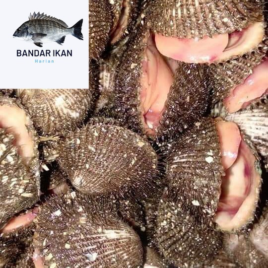 

Kerang Bulu Hidup Segar Fresh Dan Berkualitas