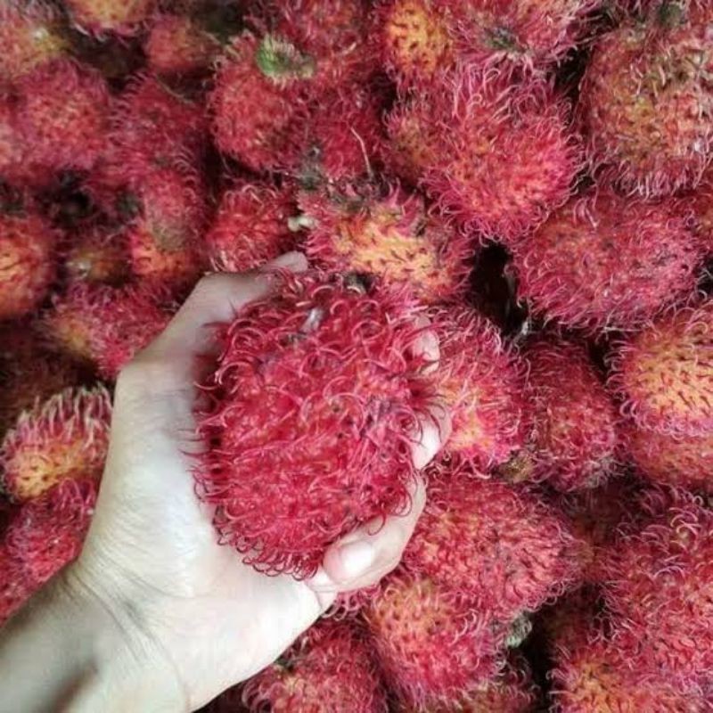 Bibit Rambutan Garuda Okulasi