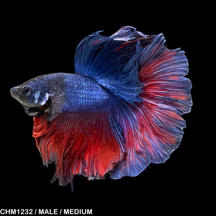 Betta Blue Halfmoon / Cupang Biru