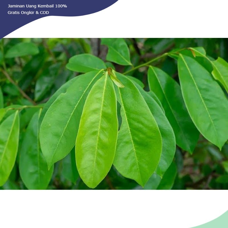 

DAUN SIRSAK SEGAR/DAUN SIRSAK FRESH