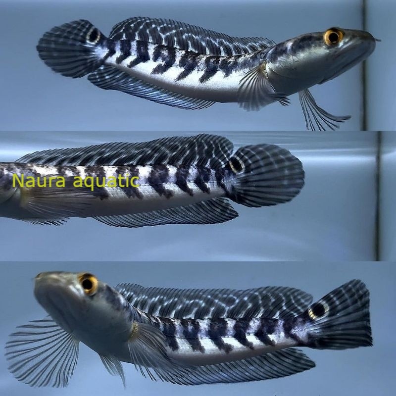 Perlengkapan aquarium [Termurah] Yellow Sentarum/Maru YS Batik/YS Atau ikan size 5-25cm