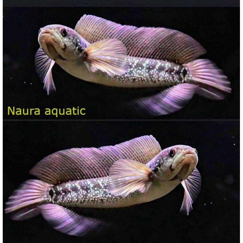 Perlengkapan aquarium Asiatica Ws 8-10 cm Bahan progres