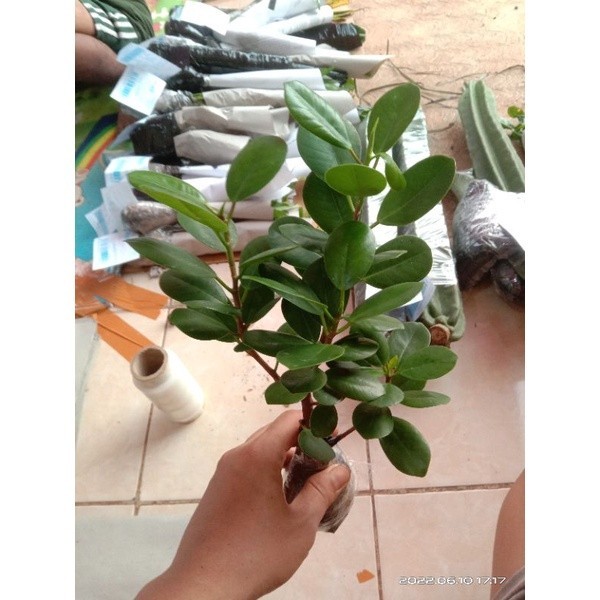 Tanaman Hias Beringin Korea Dollar Micro Tanaman Hidup Dolar Mikro