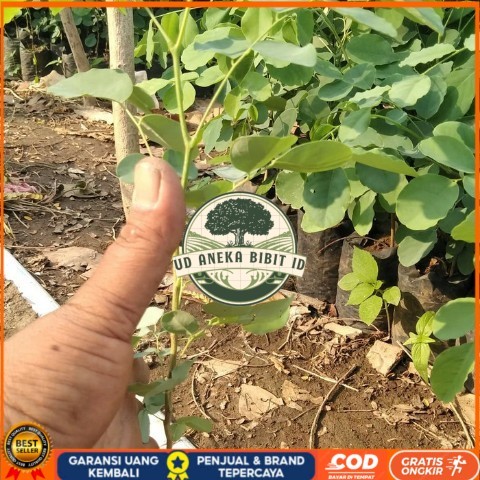 Bibit Tanaman Pohon Sonokeling, Kayu Sonokeling Bibit Tanaman Super Unggul UD ANEKA BIBIT ID