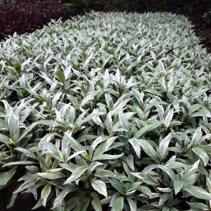 pohon gandarusa varigata