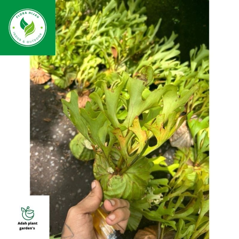 ~(BISA COD) KADAKA PLATYCERIUM RIDLEYI SIZE BABY