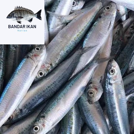 

Ikan Sarden Segar Fresh Dan Berkualitas