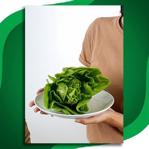 

SAYUR LETTUCE BUTTERHEAD / SELADA BUTTERHEAD