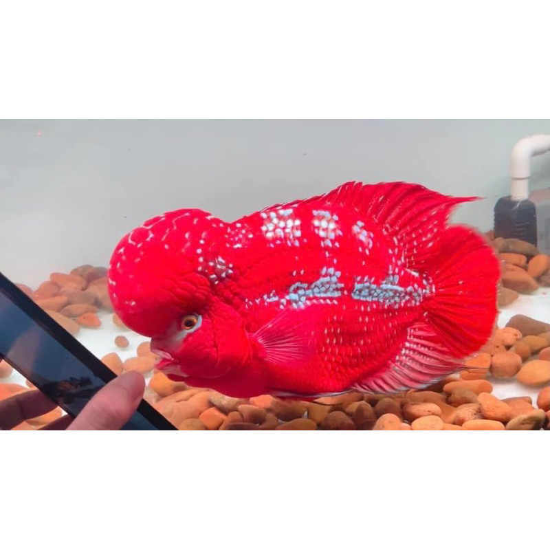 BIOTA Burayak louhan kamfa Clasik Gen Ori Thailand