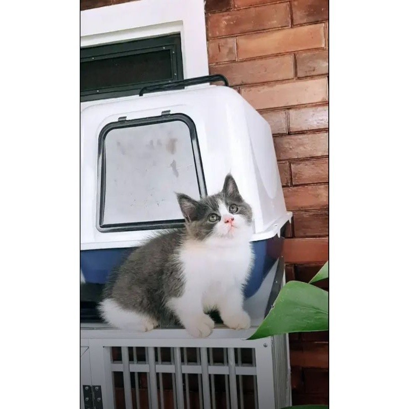 KUCING KITTEN BSH BICOLOUR BLUE DAN CALICO