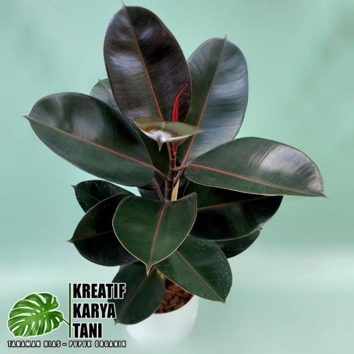 Tanaman hias karet kebo merah - Rubber Plant Ficus Elastica