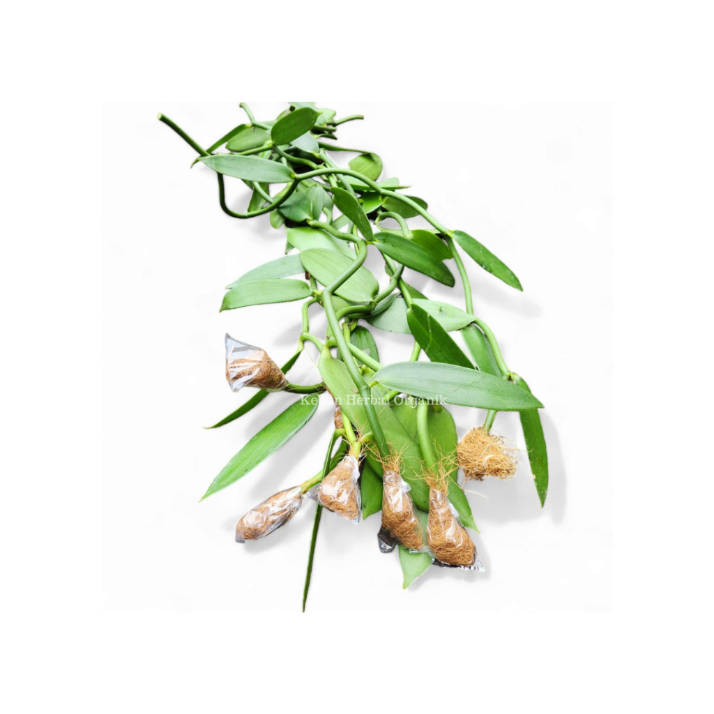 PROMO BEST SELER Bibit Vanili 1 meter sulur - Panili Unggul Per meter Vanilli Vanilla Vanila Paneli 