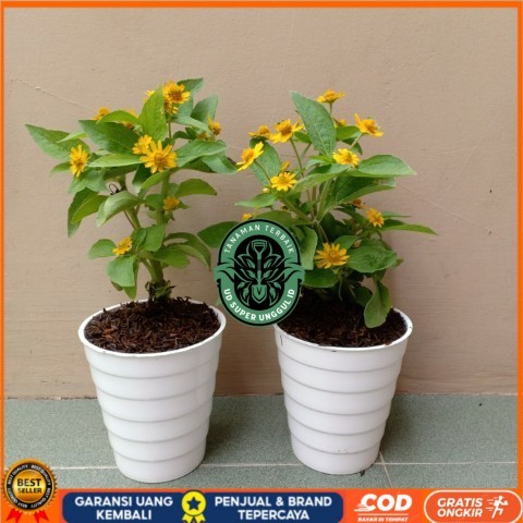 Tanaman Hias Bunga Matahari Mini Bibit Tanaman valid UD SUPER UNGGUL ID