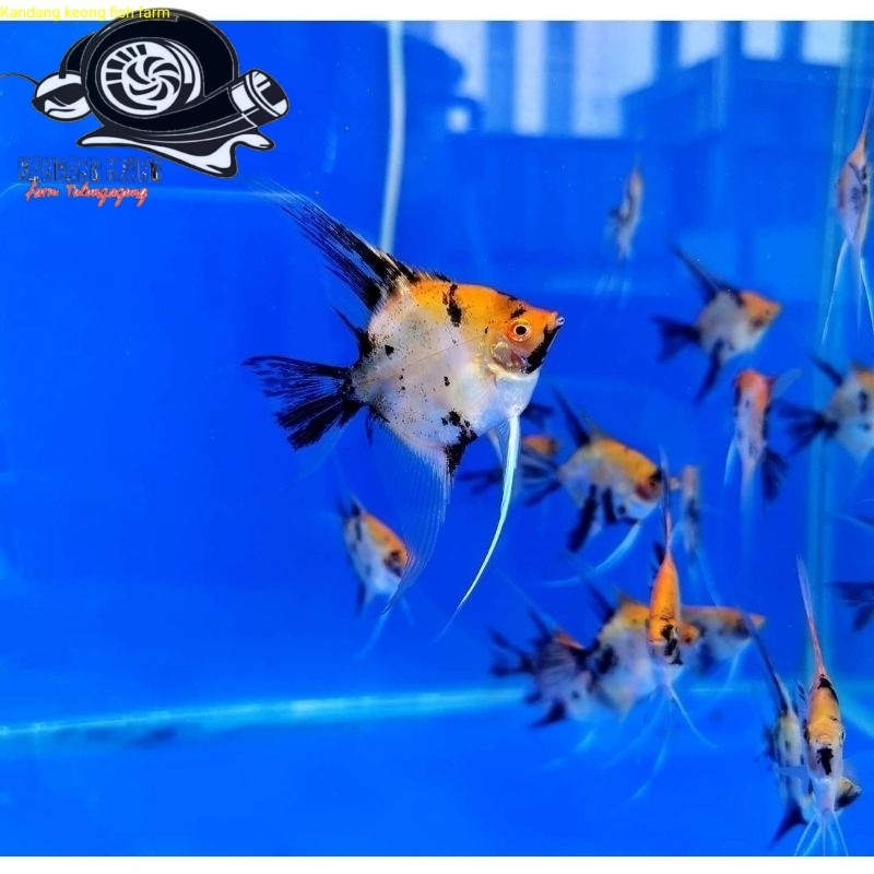 Ikan Layang-Layang / Angelfish / Manfish Red Devil Koi Kebutuhan aquarium