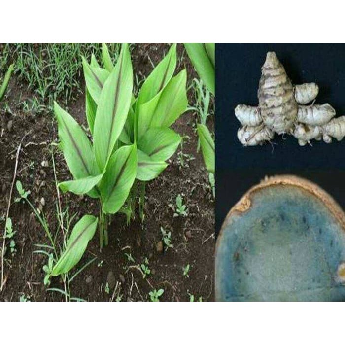 

Terlaris tanaman herbal umbi temu hitam/temu ireng