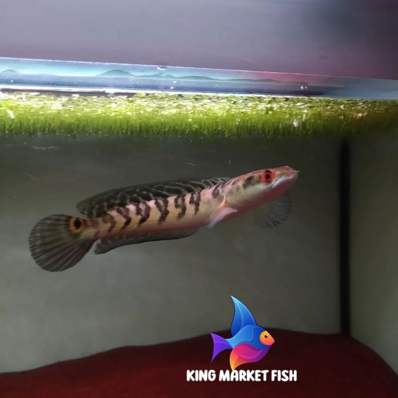 Pemanis aquarium [COD] Yellow sentarum/YeS/maru ys/ys mata merah/maru batik 14-16cm /maru full spek 