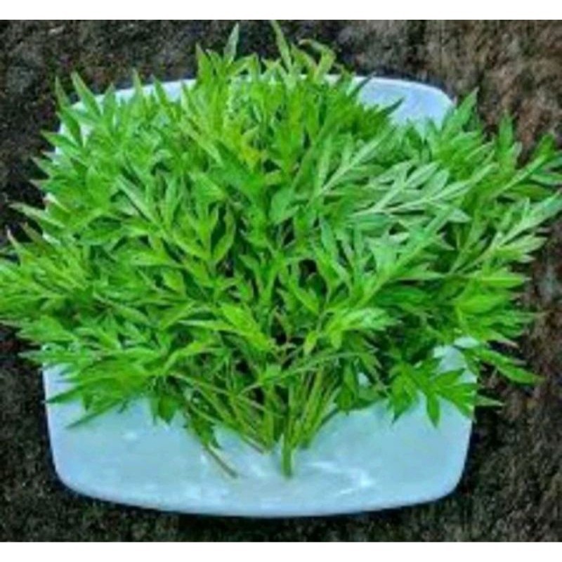 

sayur kenikir 1 ikat