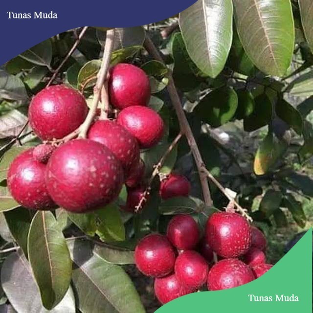 

BIBIT KELENGKENG MERAH OKULASI