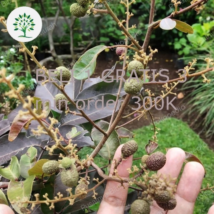 Bibit Kelengkeng Merah 1 Meter Up Rimbun, Pohon Buah Klengkeng Merah