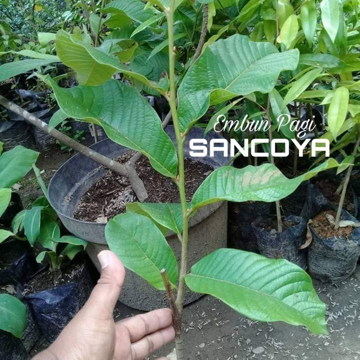 Terbaru Bibit Pohon Buah Srikaya Durian Sancoya Langka TBBL15 fres
