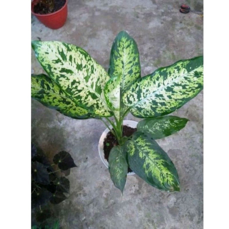 Tanaman Hias Diven garuda Segar cantik