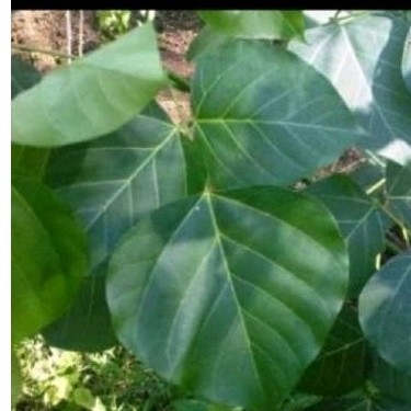 

Daun dadap sgar 30 lmbar daun herbal dadap