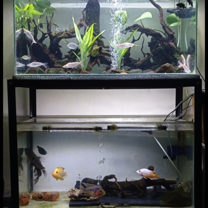 rak aquarium 2 susun 60x30
