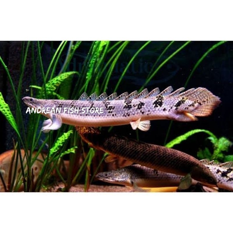 BIG SALE  hiasan aquarium Palmas Delhezi Size 7-8 Cm andreanfishstore