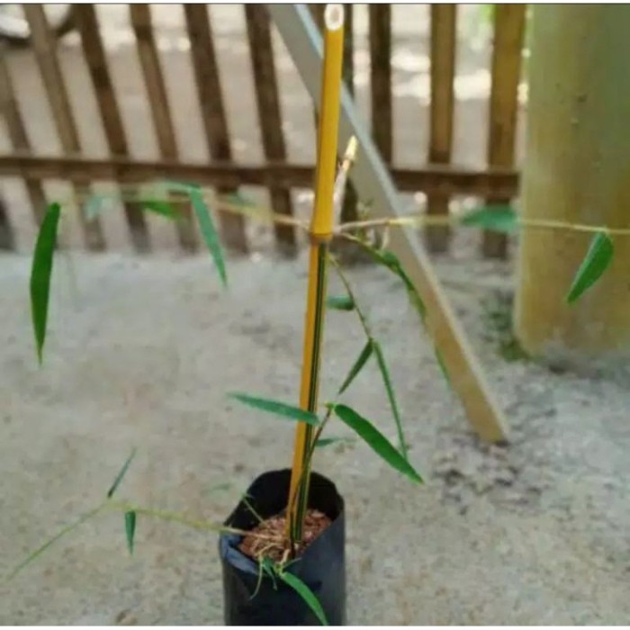 

Bisa cod . Bibit tanaman bambu kuning bisa tanam di pot dan taman . .