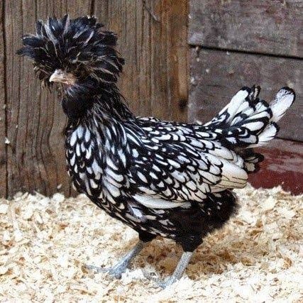

telur ayam poland hias fertil asli siap ditetaskan - ayam polan
