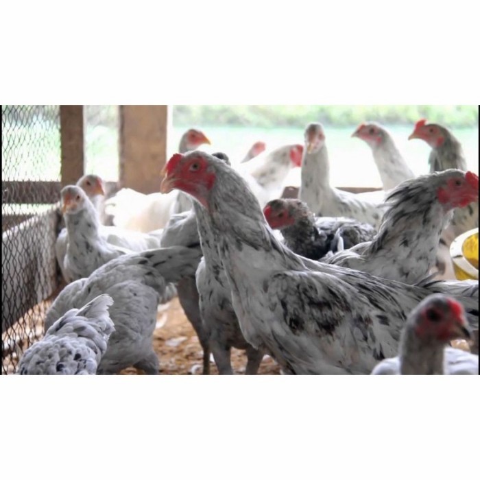 

Telur ayam fertil asli sensi petelur handal siap ditetaskan - ayam sensi