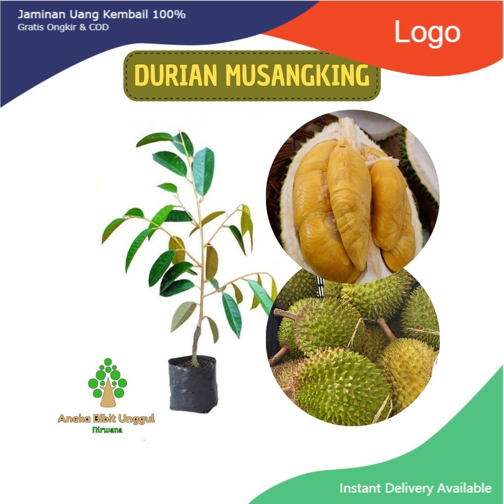 BIBIT DURIAN MUSANGKING - BIBIT DURIAN MUSANG KING - BIBIT DURIAN MUSANGKING MALAYSIA