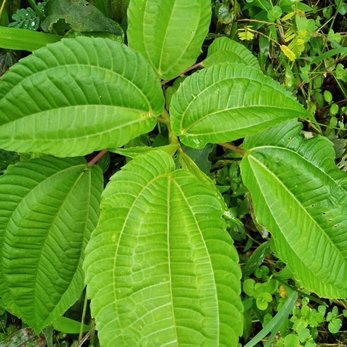 

benih pohpohan bibit pohpohan