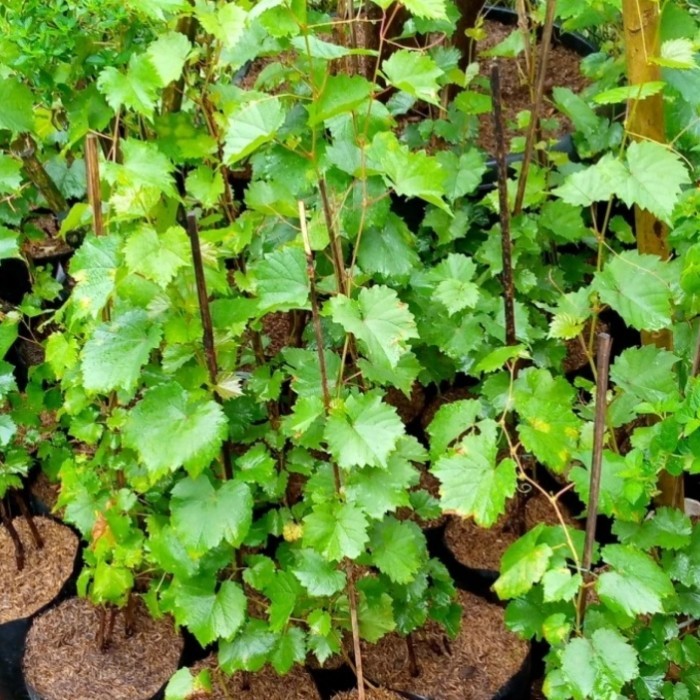 COD bibit buah anggur merah/pohon anggur/benih buah anggur merah Kualitas Unggul Terlaris