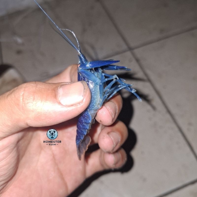 LOBSTER AIR TAWAR (Red Claw) Genetic BIRU MAROON BIRU DONGKER GENETIK Cocok Untuk Hiasan,Budidaya Da