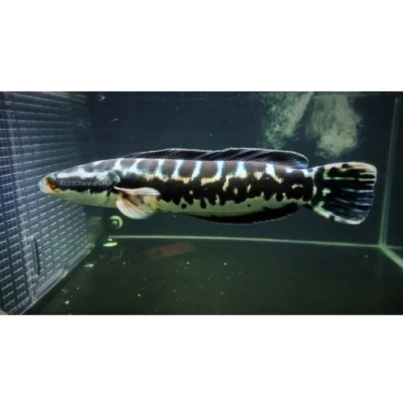 PRODUK GACOR Toman ori kalimantan 3-6cm