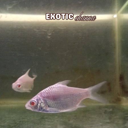 Kebutuhan akuarium IKAN HIAS KAVIAT PLATINUM 6-9 cmMATA MERAH Lucu