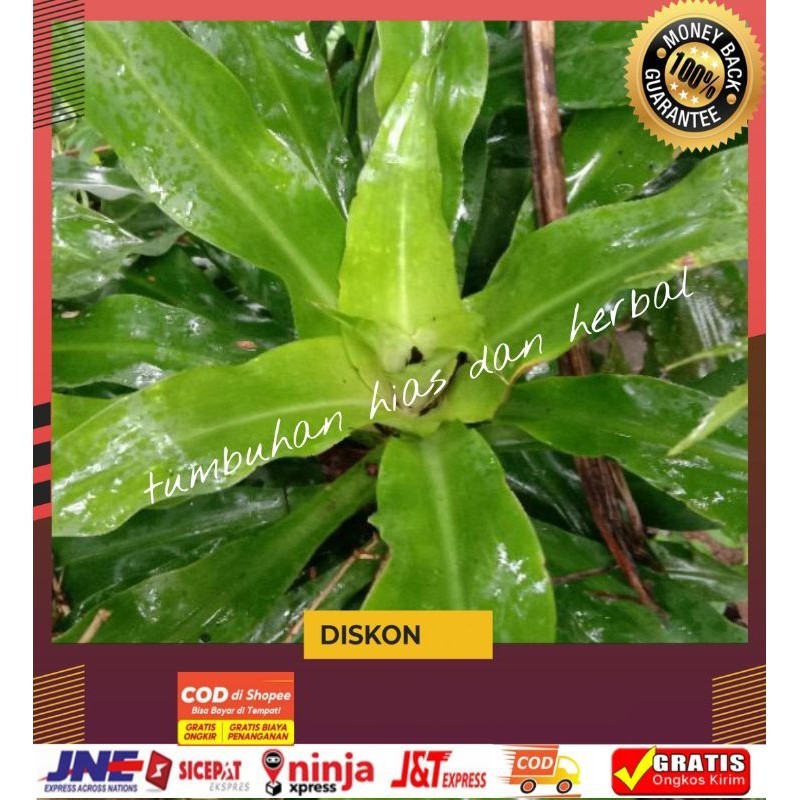 

Daun Bakung/Daun Bakung Obat Herbal/Daun Bakung Segar 250gram