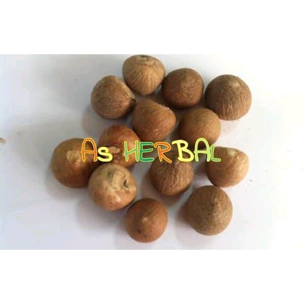 

Jual Biji Buah Pinang Tua 1 Kg - GRATIS akar pinang Kualitas Terbaik