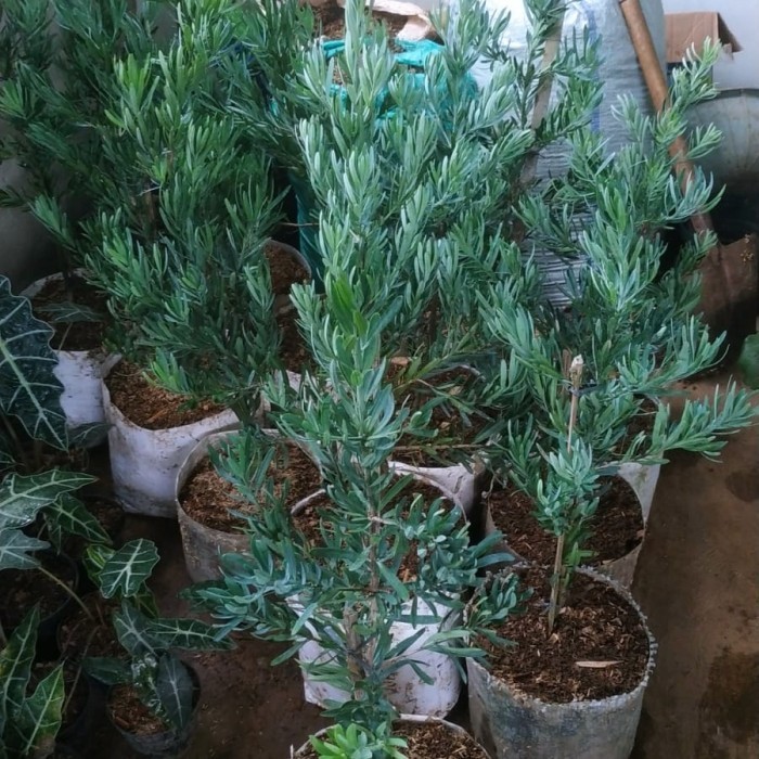 Tanaman Lohansung blue ice silver / Pohon Lohansung blue ice silver