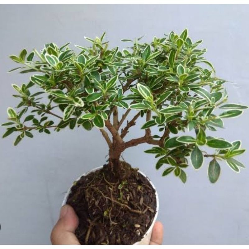 hias tanaman hias bonsai mirten rimbun hidup
