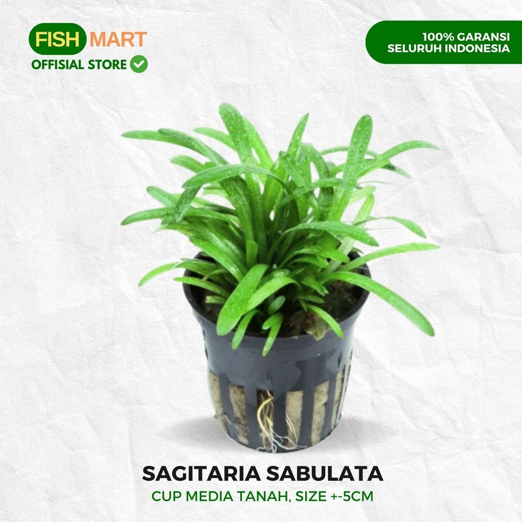 Sagitaria Subulata Sagita Tanaman Tumbuhan Karpet Carpet Aquascape Aquarium Tanpa Low Co2