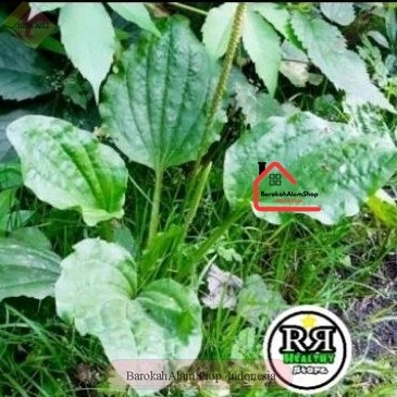 

TERMURAH Daun kiurat/daun sendok herbal alami