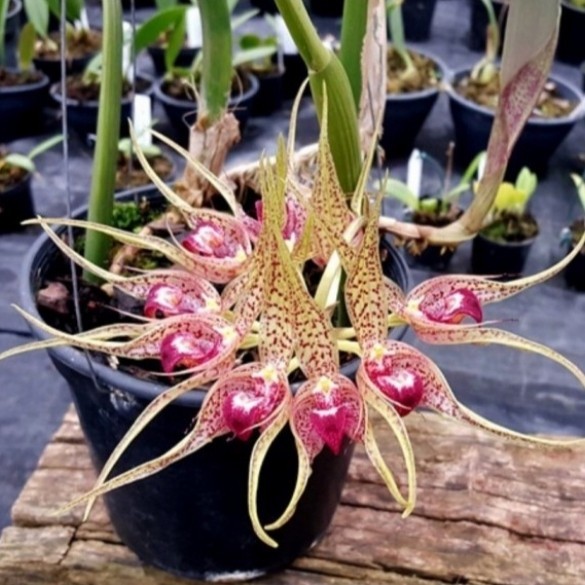 Anggrek hutan bulbophyllum binnendijkii bunga cantik - per daun / bulb ...